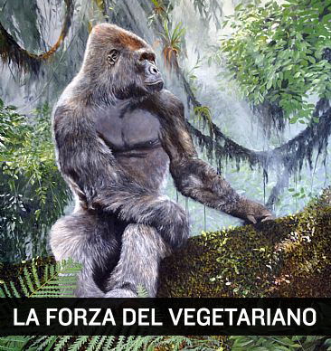 Il gorilla mangia vegetariano e ha i muscoli più potenti di tutto il regno animale.